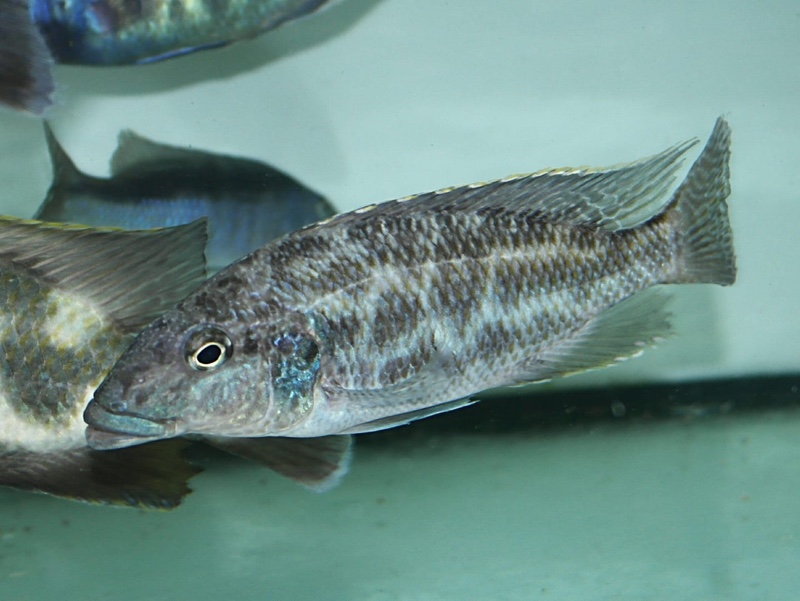 Nimbochromis linni